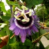 Mainau 23.07.2014