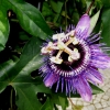 Mainau 23.07.2014