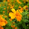 Mainau 23.07.2014