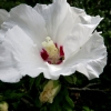 Mainau 23.07.2014