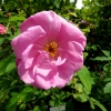 Mainau 23.07.2014