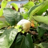 Mainau 23.07.2014