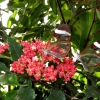 Mainau 23.07.2014