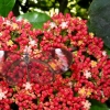 Mainau 23.07.2014