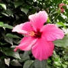 Mainau 23.07.2014