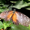 Mainau 23.07.2014