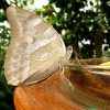 Mainau 23.07.2014