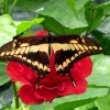 Mainau 23.07.2014