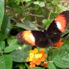 Mainau 23.07.2014