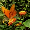 Mainau 23.07.2014
