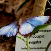 Mainau 23.07.2014