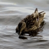 Mainau 23.07.2014