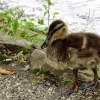 Mainau 23.07.2014