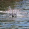 100 Jahre Wasserflugzeugbau FN