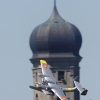 100 Jahre Wasserflugzeugbau FN