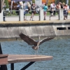 100 Jahre Wasserflugzeugbau FN