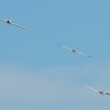 Kehler Flugtage 06.06.2015