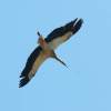 Kehler Flugtage 21.06.2014