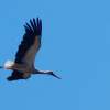 Kehler Flugtage 21.06.2014