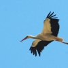 Kehler Flugtage 21.06.2014
