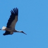 Kehler Flugtage 21.06.2014
