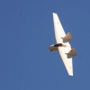 Kehler Flugtage 21.06.2014