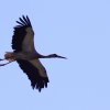 Kehler Flugtage 26.05.2016