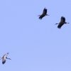 Kehler Flugtage 26.05.2016