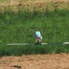 Kehler Flugtage 26.05.2016
