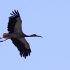 Kehler Flugtage 26.05.2016