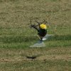 Kehler Flugtage Modellflugtag 04.06.2015