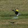 Kehler Flugtage Modellflugtag 04.06.2015