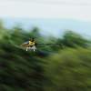 Kehler Modellflugtag 19.06.2014