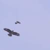 Kehler Modellflugtag 19.06.2014