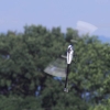 Kehler Modellflugtag 19.06.2014