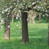 Kirschenblüte
