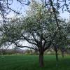Kirschenblüte