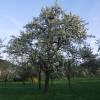 Kirschenblüte