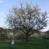 Kirschenblüte