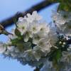 Kirschenblüte