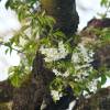 Kirschenblüte