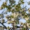 Kirschenblüte