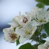 Kirschenblüte
