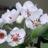 Kirschenblüte