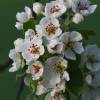 Kirschenblüte