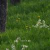 Kirschenblüte