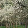 Kirschenblüte