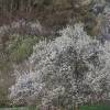 Kirschenblüte