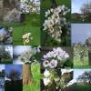 Kirschenblüte