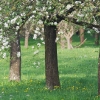 Kirschenblüte